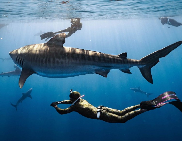 Oahu Shark Diving: What First-Timers Should Know Before They Book