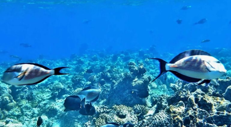 Exploring the Underwater Wonders of Egypt's Southern Red Sea Coast